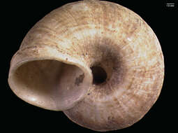 صورة Cyclophorus