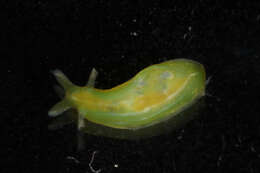 Phyllaplysia taylori Dall 1900 resmi