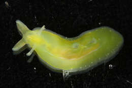 Phyllaplysia taylori Dall 1900 resmi