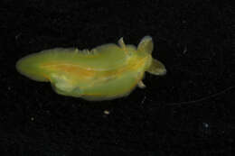 Phyllaplysia taylori Dall 1900 resmi