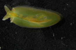 Phyllaplysia taylori Dall 1900 resmi