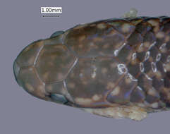 Image of Calamaria modesta A. M. C. Duméril, Bibron & A. H. A. Duméril 1854