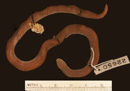 Image of Kapuas Reed Snake