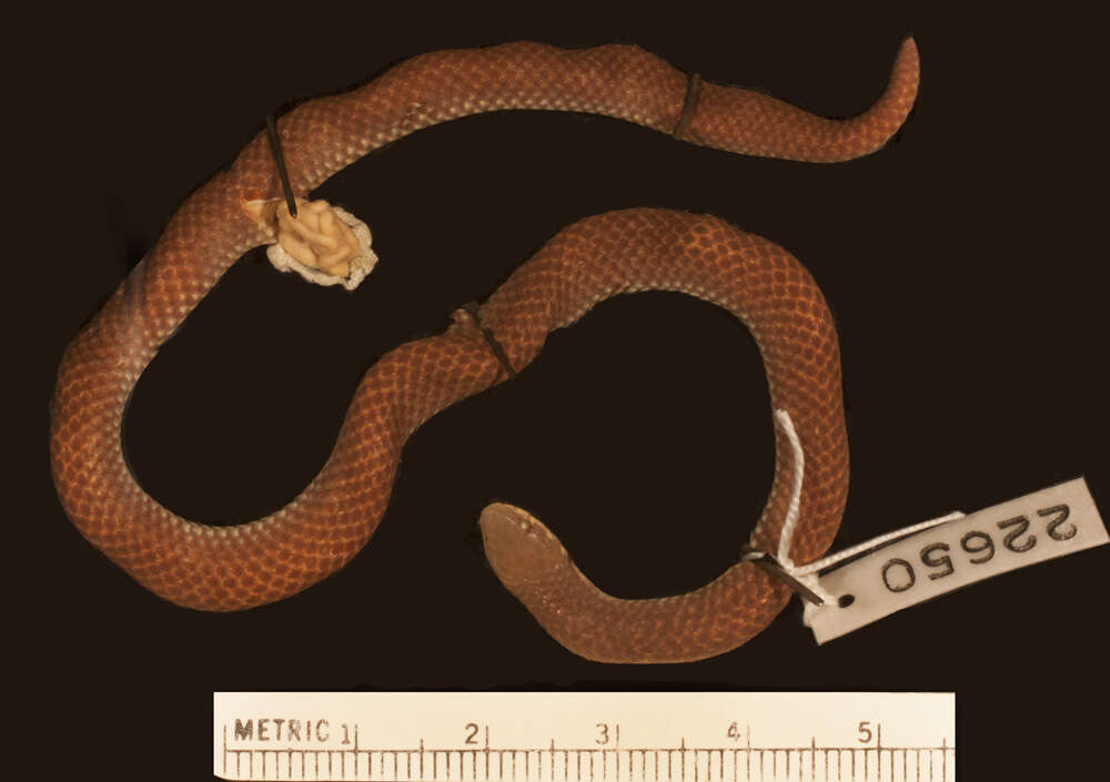 Image of Kapuas Reed Snake