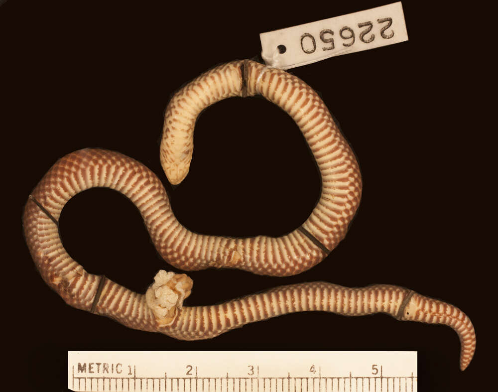Image of Kapuas Reed Snake