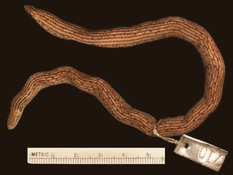 Image of Linne's Dwarf Snake