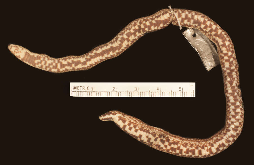 Image of Linne's Dwarf Snake