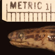 Image of Linne's Dwarf Snake