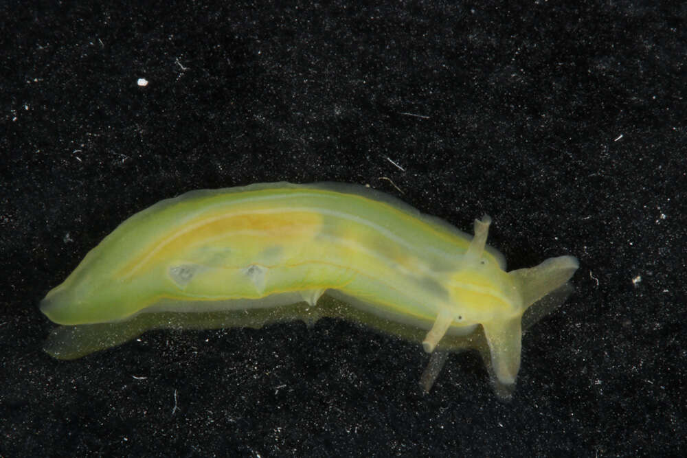 Image of Phyllaplysia taylori Dall 1900