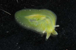 Phyllaplysia taylori Dall 1900 resmi