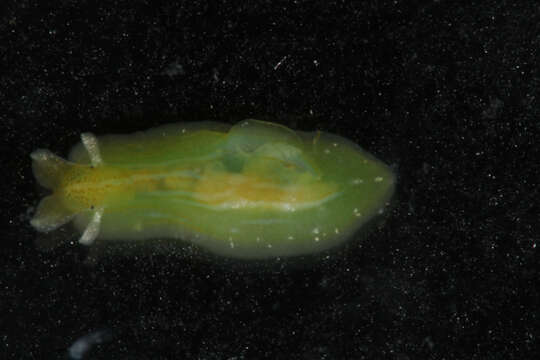 Phyllaplysia taylori Dall 1900 resmi