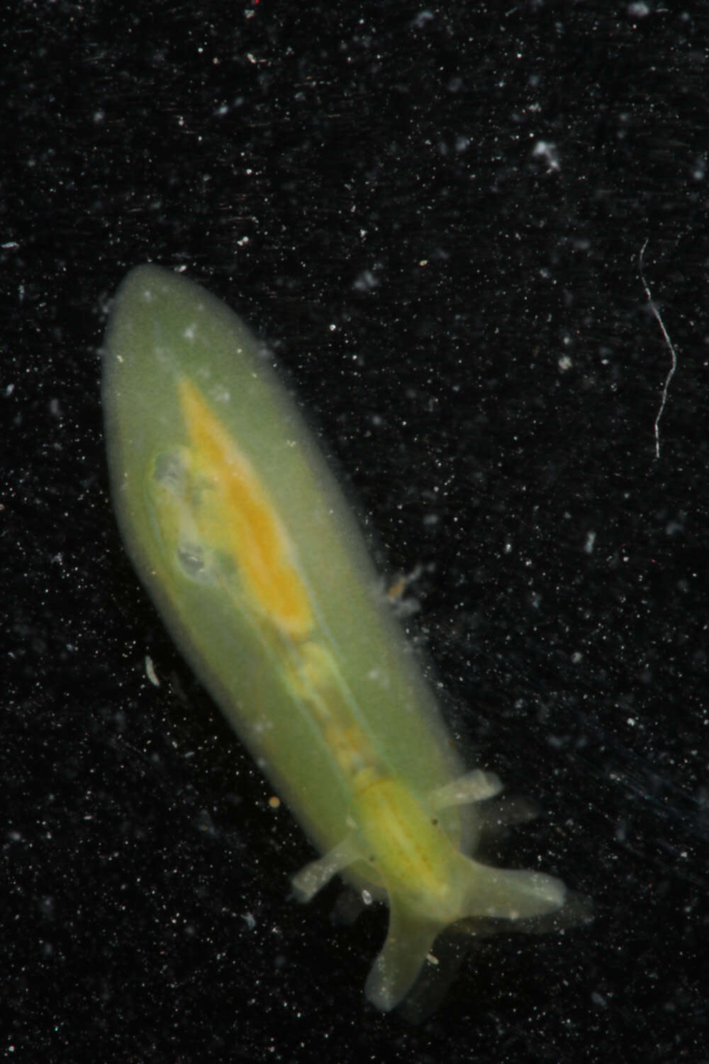 Image of Phyllaplysia taylori Dall 1900