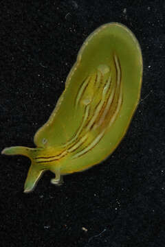 Phyllaplysia taylori Dall 1900 resmi