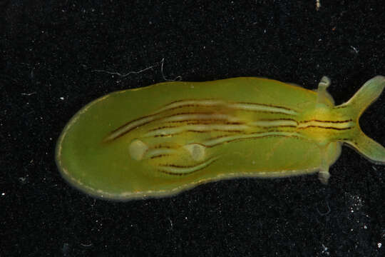 Phyllaplysia taylori Dall 1900 resmi