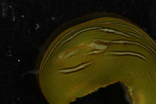 Phyllaplysia taylori Dall 1900 resmi