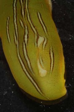 Phyllaplysia taylori Dall 1900 resmi