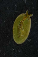 Phyllaplysia taylori Dall 1900 resmi