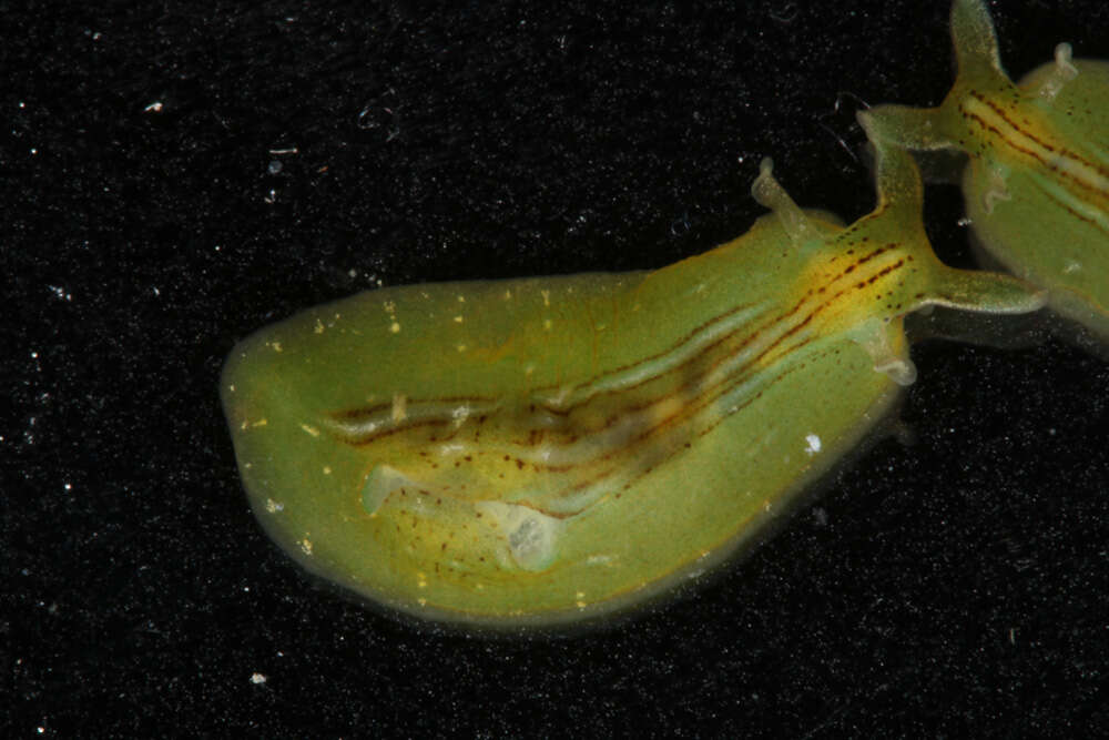 Phyllaplysia taylori Dall 1900 resmi