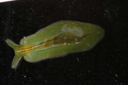 Phyllaplysia taylori Dall 1900 resmi