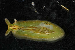 Phyllaplysia taylori Dall 1900 resmi