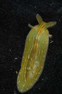 Phyllaplysia taylori Dall 1900 resmi