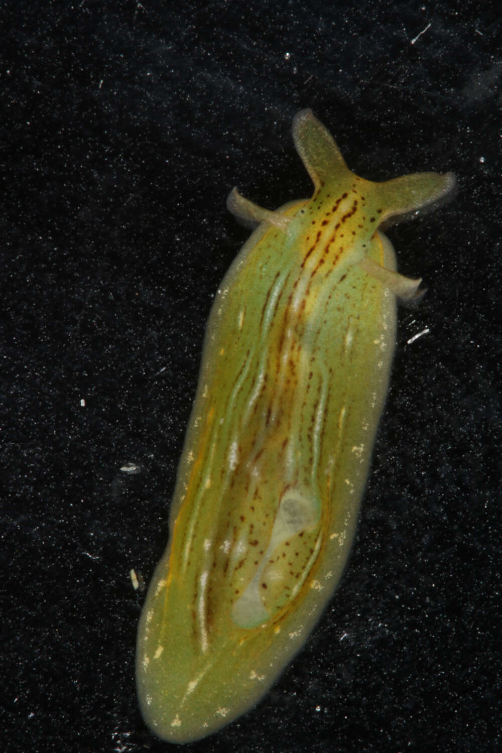 Image of Phyllaplysia taylori Dall 1900