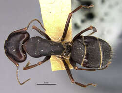 Image of Camponotus japonicus Mayr 1866