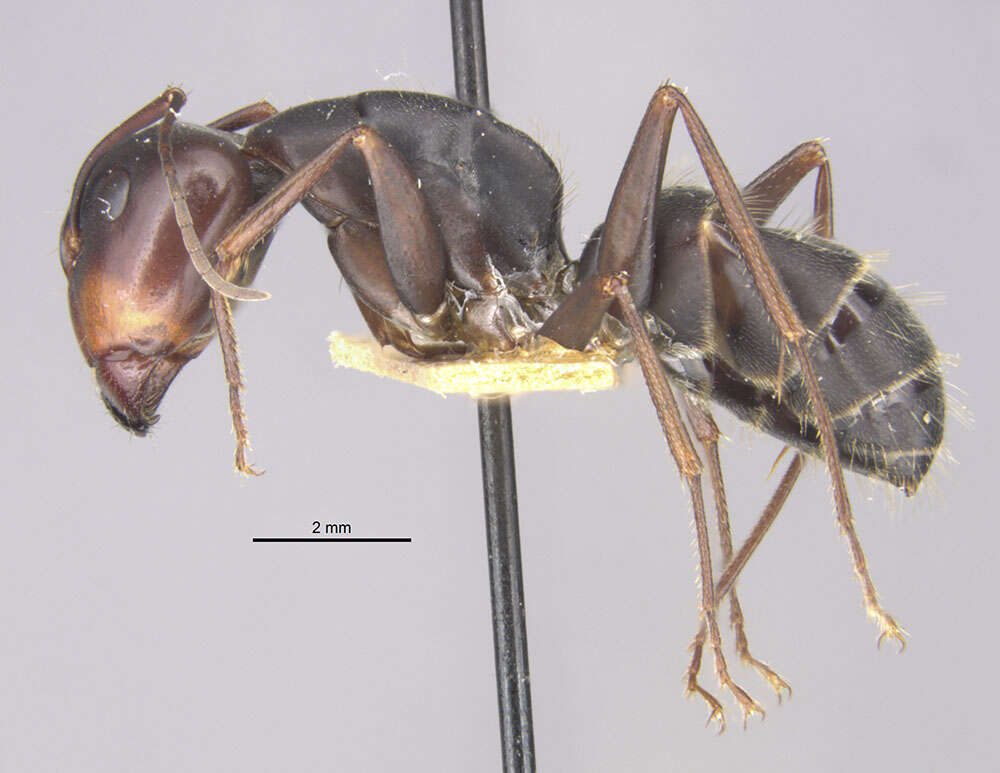 Image of Camponotus japonicus Mayr 1866