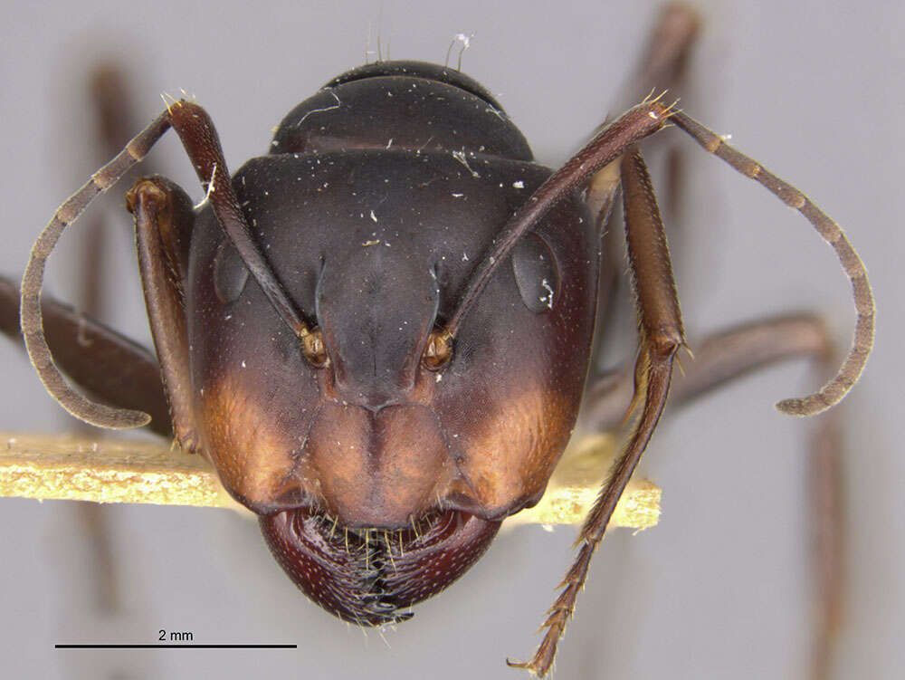 Image of Camponotus japonicus Mayr 1866