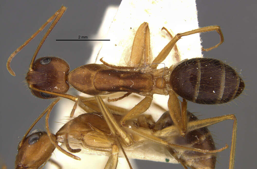 Image of Camponotus lucayanus Wheeler 1905