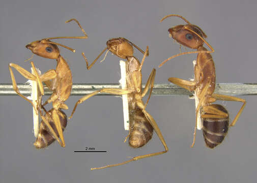 Image of Camponotus lucayanus Wheeler 1905