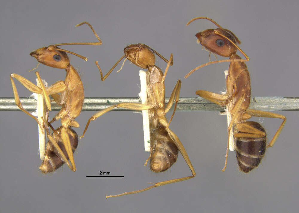 Image of Camponotus lucayanus Wheeler 1905