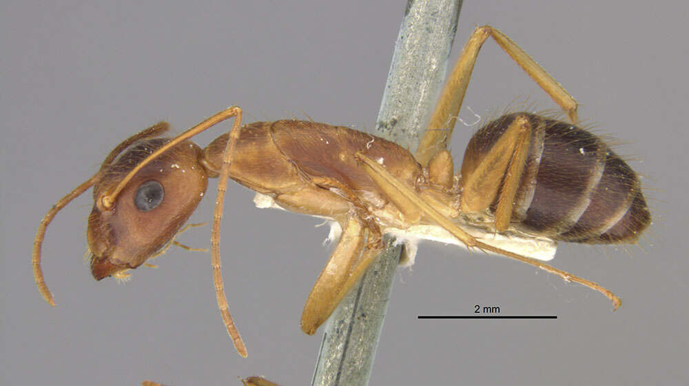 Image of Camponotus lucayanus Wheeler 1905