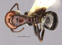 Image of Camponotus lateralis (Olivier 1792)