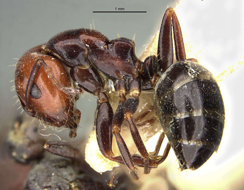 Image of Camponotus lateralis (Olivier 1792)