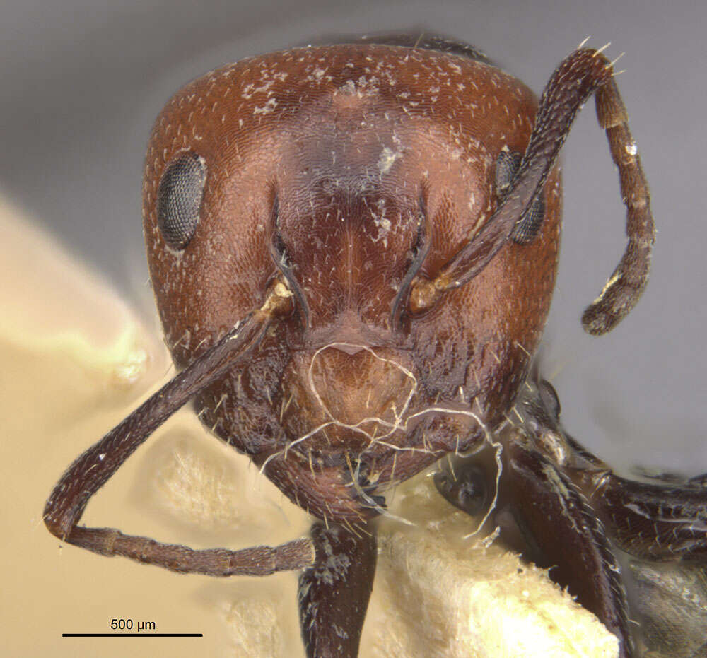 Image of Camponotus lateralis (Olivier 1792)