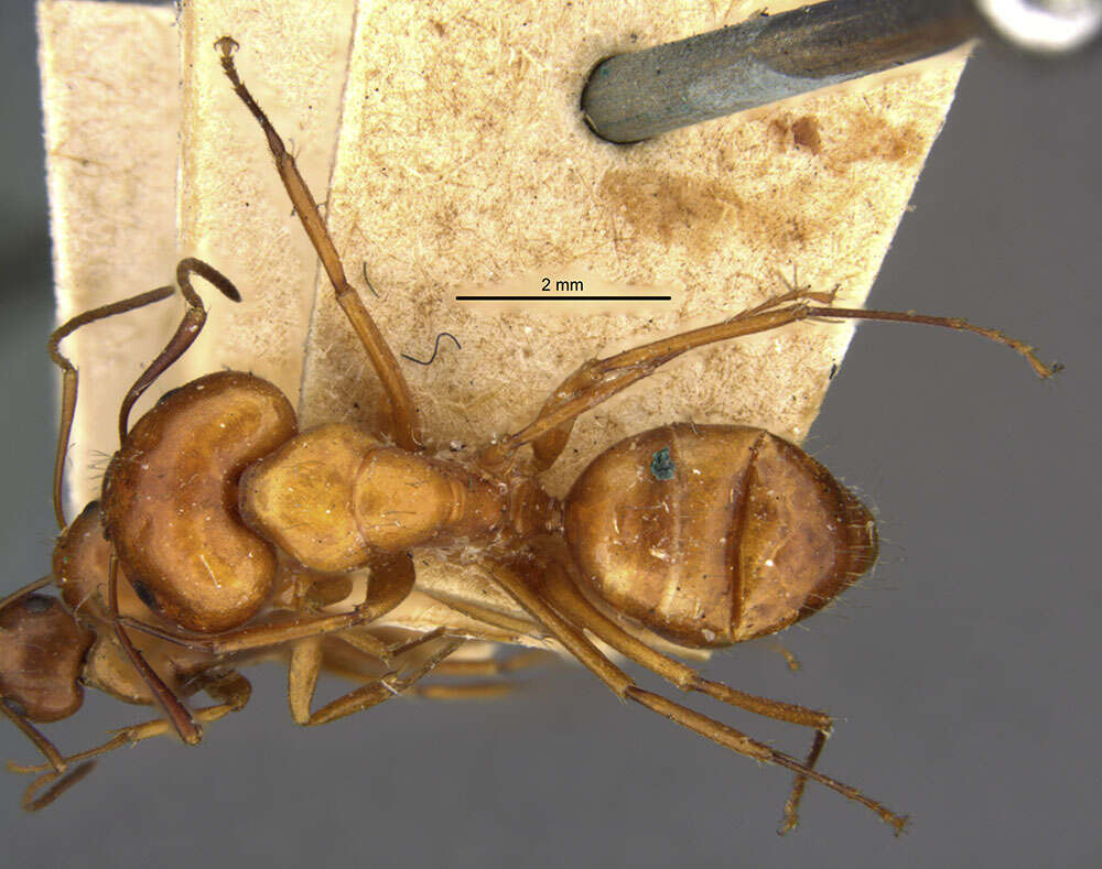 Image of Camponotus kelleri Forel 1886