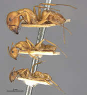 Image of Camponotus kelleri Forel 1886