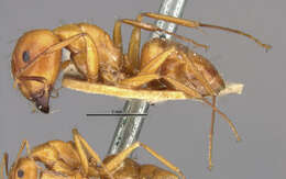 Image of Camponotus kelleri Forel 1886