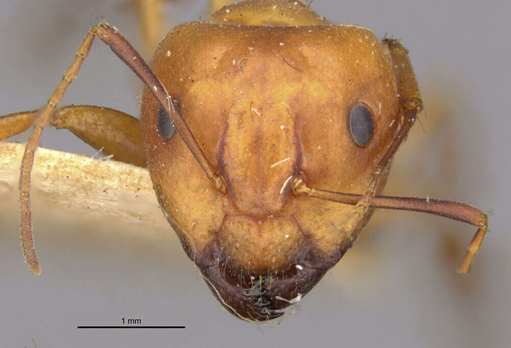 Image of Camponotus kelleri Forel 1886