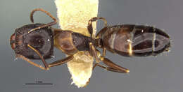 Imagem de Camponotus lighti Wheeler 1927