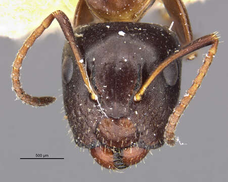 Imagem de Camponotus lighti Wheeler 1927