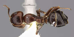 Image of Camponotus lateralis (Olivier 1792)