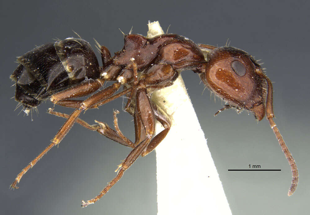 Image of Camponotus lateralis (Olivier 1792)