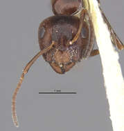 Image of Camponotus lateralis (Olivier 1792)