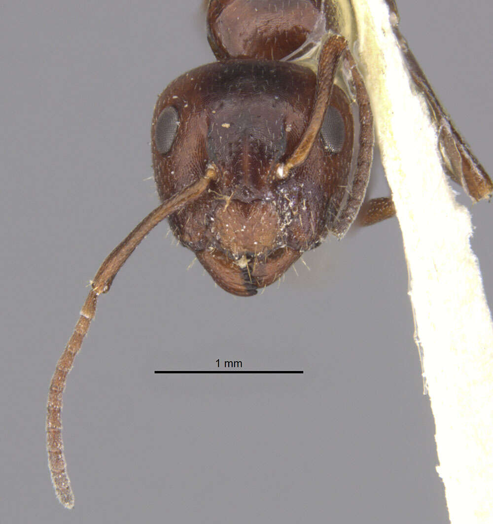 Image of Camponotus lateralis (Olivier 1792)