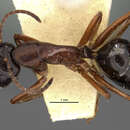 Image of Camponotus ligeus Donisthorpe 1931