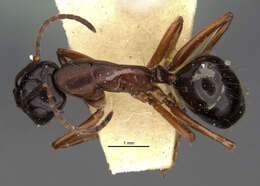 Image of Camponotus ligeus Donisthorpe 1931