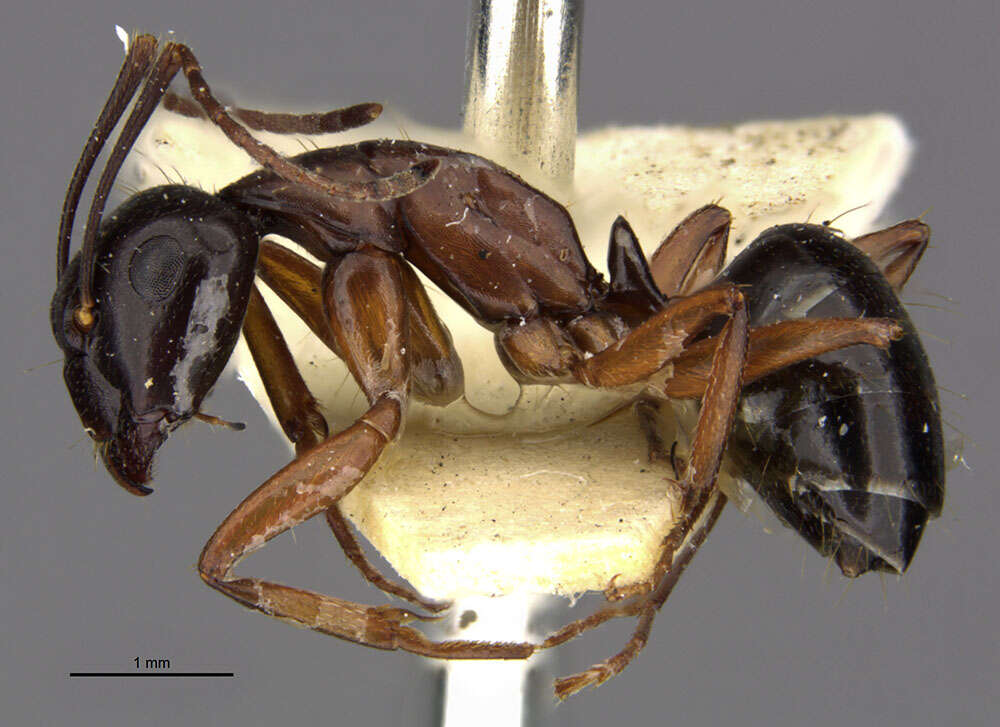 Image of Camponotus ligeus Donisthorpe 1931