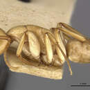 Image of Camponotus macilentus duncanensis Wheeler 1919
